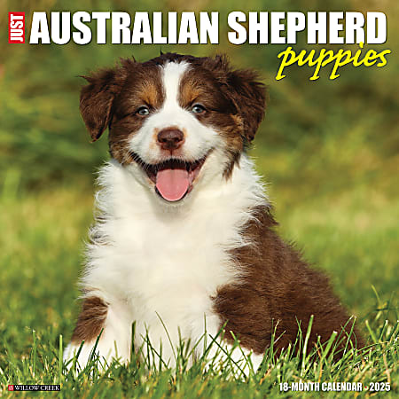 2025 Willow Creek Press Monthly Wall Calendar, 12" x 12", Australian Shepherd Puppies, January 2025 to December 2025, 41499