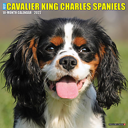 Willow Creek Press Animals Monthly Wall Calendar, 12" x 12", Just Cavalier King Charles Spaniels, January to December 2022, 17395
