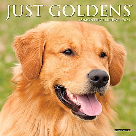 2024 Willow Creek Press Scenic Monthly Mini Wall Calendar, 7” x 7”, Golden Retrievers, January To December