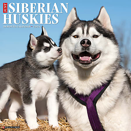 2024 Willow Creek Press Animals Monthly Wall Calendar, 12" x 12", Just Siberian Huskies, January To December