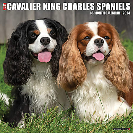 2024 Willow Creek Press Animals Monthly Wall Calendar, 12" x 12", Just Cavalier King Charles Spaniels, January To December