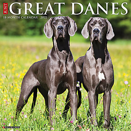 Willow Creek Press Animals Monthly Wall Calendar, 12" x 12", Just Great Danes, January to December 2022, 18187