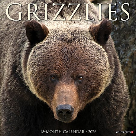 2026 Willow Creek Press Animals Monthly Wall Calendar, 12" x 12", Grizzlies, January To December, 51399