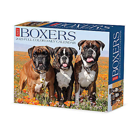 2025 Willow Creek Press Daily Desk Box Calendar, Animals, 5-1/2” x 6-1/4", Boxers, January To December, 40690