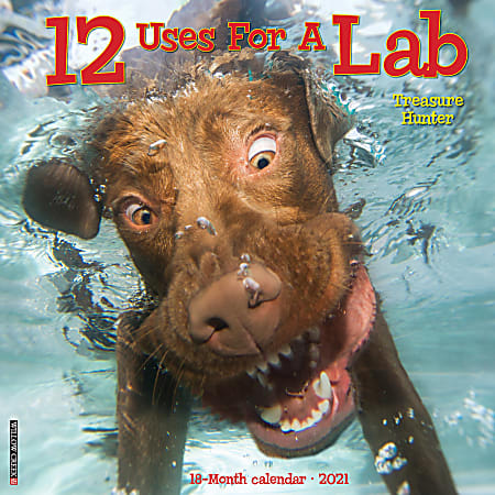 Willow Creek Press Animals Monthly Wall Calendar, 12 Uses For A Labrador Retriever, 12" x 12", January To December 2021