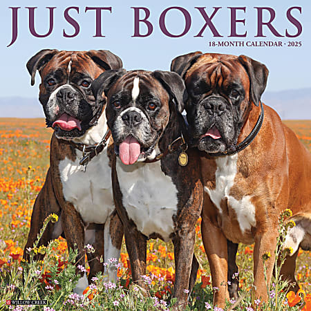 2025 Willow Creek Press Monthly Wall Calendar, 12" x 12", Boxers, January 2025 to December 2025, 41949