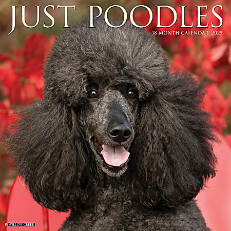 2025 Willow Creek Press Monthly Wall Calendar, 12" x 12", Poodles, January 2025 to December 2025, 44520