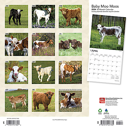 2024 Brown Trout Monthly Square Wall Calendar, 12" x 12", Baby Moo Moos