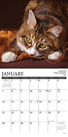 2024 Willow Creek Press Animals Monthly Wall Calendar 12 x 12 Cat Rules ...