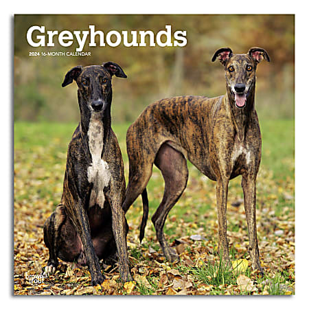 2024 Brown Trout Monthly Square Wall Calendar, 12" x 12", Greyhounds, January To December