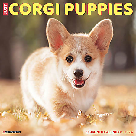 2024 Willow Creek Press Animals Monthly Wall Calendar, 12" x 12", Just Corgi Puppies, January To December