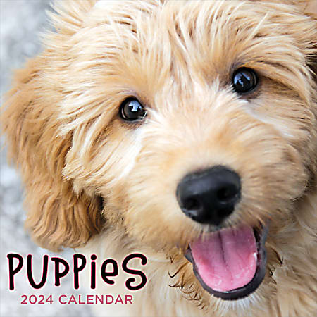 2024 TF Publishing Animals Monthly Wall Calendar, 12" x 12", Puppies, January To December 2024 