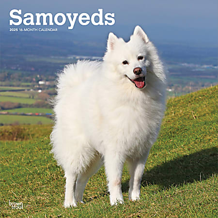 2025 BrownTrout Samoyeds Monthly Plastic-Free Square Wall Calendar, 12" x 12", Dog Breeds, January to December 2025, 9781975477660