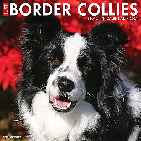 Willow Creek Press Animals Monthly Wall Calendar, Border Collies, 12" x 12", January To December 2021