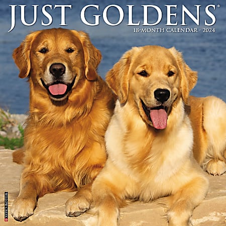 2024 Willow Creek Press Monthly Wall Calendar, 12” x 12”, Just Goldens, January To December 2024 