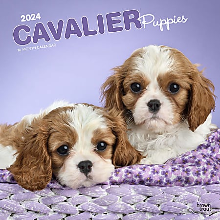 2024 Brown Trout Monthly Square Wall Calendar, 12" x 12", Cavalier King Charles Spaniel Puppies, January To December