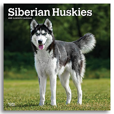 2025 BrownTrout Siberian Huskies Monthly Plastic-Free Square Wall Calendar, 12" x 12", Dog Breeds, January to December 2025, 9781975477776