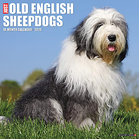 2024 Willow Creek Press Animals Monthly Wall Calendar, 12" x 12", Just Old English Sheepdogs, January To December