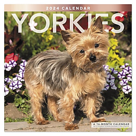 2024 Mead® 16-Month Wall Calendar, 12" x 12", Yorkies, September 2023 to December 2024 , ODE32310