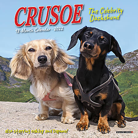 Willow Creek Press Monthly Mini Wall Calendar, 7" x 7", Crusoe Dachshund, January To December 2022