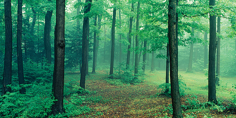 Biggies Wall Mural, 40" x 80", Misty Forest