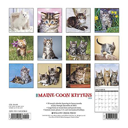 Willow Creek Press Animals Monthly Wall Calendar 12 x 12 Maine Coon ...