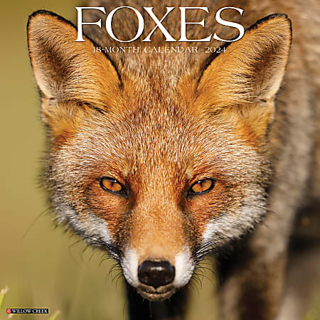 2024 Willow Creek Press Scenic Monthly Wall Calendar, 12" x 12", Foxes, January To December