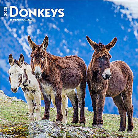 2025 BrownTrout Donkeys Monthly Plastic-Free Square Wall Calendar, 12" x 12", Domesticated Animals, January to December 2025, 9781975476946