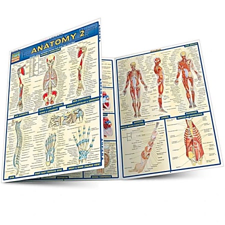 QuickStudy Guide, Anatomy 2, Total Qty 1