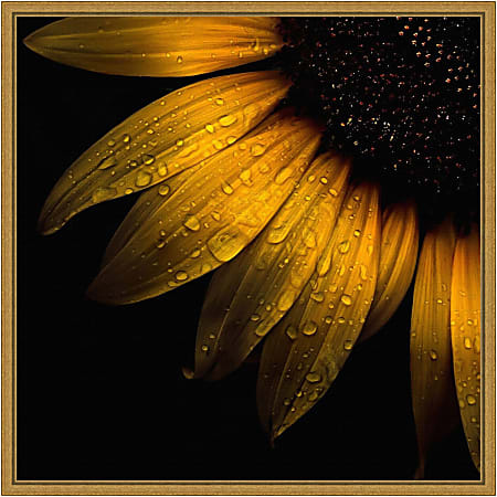 Amanti Art Sunflower Detail by Brian Carson Framed Canvas Wall Art Print, 16”H x 16”W, Gold