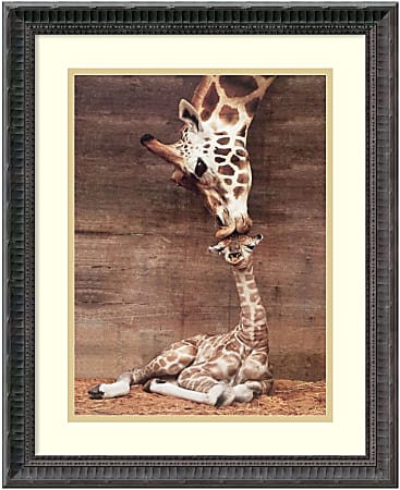 Amanti Art Makulu - Giraffe First Kiss Framed Art Print By Ron D'Raine, 22 1/4"H x 18 1/4"W, Black