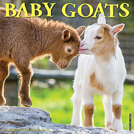 Willow Creek Press Animals Monthly Wall Calendar, Baby Goats, 12" x 12", January To December 2021
