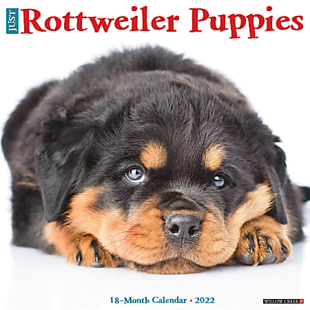 Willow Creek Press Animals Monthly Wall Calendar, 12" x 12", Just Rottweiler Puppies, January to December 2022, 19436