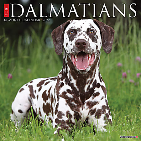 Willow Creek Press Animals Monthly Wall Calendar, 12" x 12", Just Dalmatians, January to December 2022, 17760