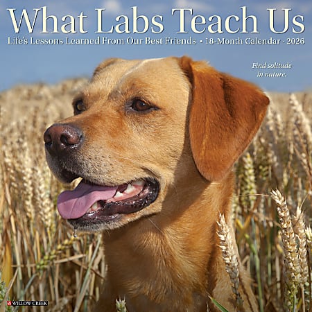 2026 Willow Creek Press Animals Monthly Wall Calendar, 12" x 12", What Labs Teach Us, January To December, 53218