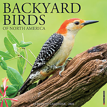 2024 Willow Creek Press Animals Monthly Wall Calendar, 12" x 12", Backyard Birds, January To December