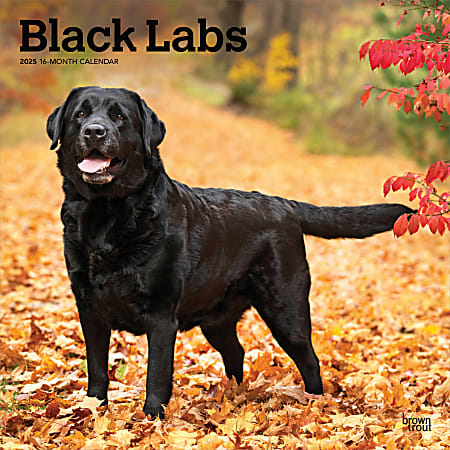2025 BrownTrout Black Labrador Retrievers Monthly Plastic-Free Square Wall Calendar, 12" x 12", Dog Breeds, January to December 2025, 9781975477349