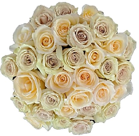 Rose Farmers Cream Dazzler Long Stem Roses Cream Box Of 24 Roses ...