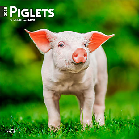 2025 BrownTrout Piglets Monthly Plastic-Free Square Wall Calendar, 12" x 12", Domesticated Animals, January to December 2025, 9781975477523
