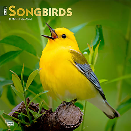 2025 BrownTrout Songbirds Monthly Plastic-Free Square Wall Calendar, 12" x 12", Wildlife, January to December 2025, 9781975477806