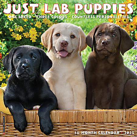 2025 Willow Creek Press Monthly Wall Calendar, 12” x 12”, Lab Puppies, January To December, O43653