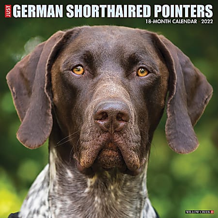 Willow Creek Press Animals Monthly Wall Calendar, 12" x 12", Just German Shorthaired Pointers, January to December 2022, 18033