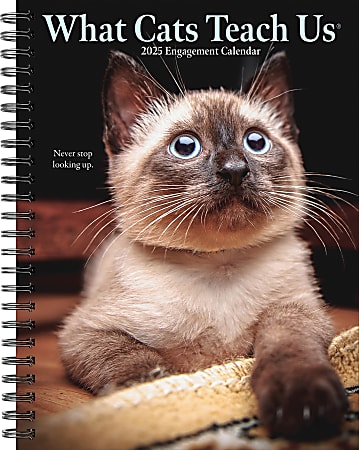 2025 Willow Creek Press Weekly Engagement Planner, 6-1/2" x 8-1/2", What Cats Teach Us, January 2025 to December 2025, 46173
