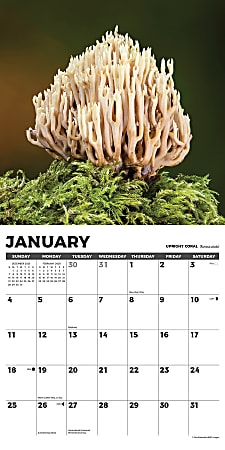 2026 Willow Creek Press Art Design Monthly Wall Calendar 12 x 12 ...