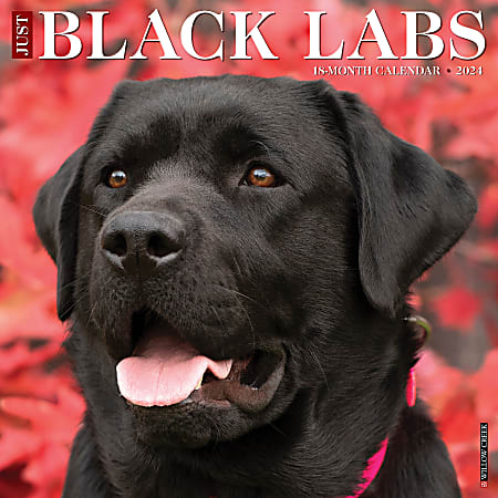 2024 Willow Creek Press Animals Monthly Wall Calendar, 12" x 12", Just Black Labs, January To December