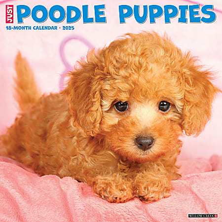 2025 Willow Creek Press Monthly Wall Calendar, 12" x 12", Poodle Puppies, January 2025 to December 2025, 44513