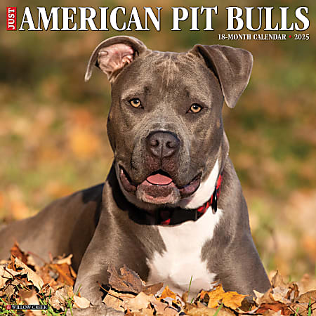 2025 Willow Creek Press Animals Monthly Wall Calendar, 12” x 12”, American Pit Bull Terriers, January To December, 41369