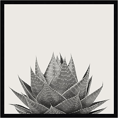 Amanti Art Haze Aloe Succulent by The Creative Bunch Wood Framed Wall Art Print, 25”H x 25”W, Black