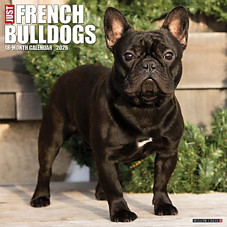 2026 Willow Creek Press Animals Monthly Wall Calendar, 12" x 12", French Bulldogs, January To December, 51177