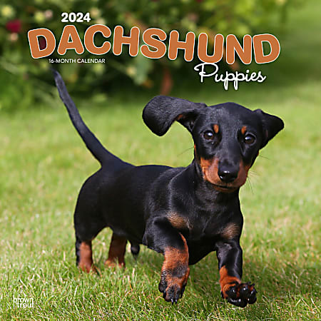 Dachshund x puppies shop